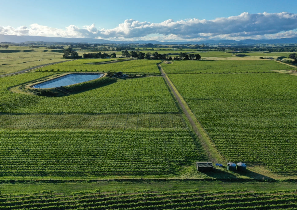 ブドウのふさと木